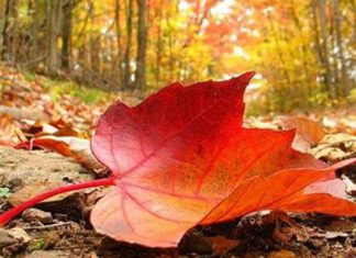 Đâu là nơi ngắm lá phong đỏ đẹp nhất trong kỳ nghĩ dưỡng của bạn? Đâu là nơi ngắm lá phong đỏ đẹp nhất trong kỳ nghĩ dưỡng của bạn?