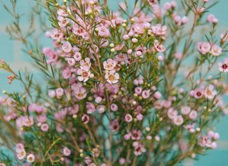 Khám phá vẻ đẹp mê mẩn du khách của hoa thanh liễu, tuyết mai