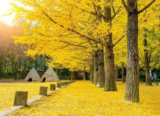 Khám phá đảo Nami – hòn đảo lãng mạn bậc nhất khi du lịch Hàn Quốc Khám phá đảo Nami - hòn đảo lãng mạn bậc nhất khi du lịch Hàn Quốc