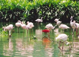 Check in sân chim Bạc Liêu – khám phá hệ sinh thái hoang dã đa dạng Check in sân chim Bạc Liêu - khám phá hệ sinh thái hoang dã đa dạng