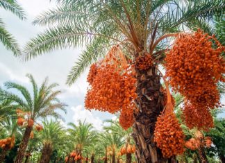 Du lịch Đồng Tháp: tham quan vườn chà là Sa Đéc lớn nhất miền Tây Du lịch Đồng Tháp: tham quan vườn chà là Sa Đéc lớn nhất miền Tây